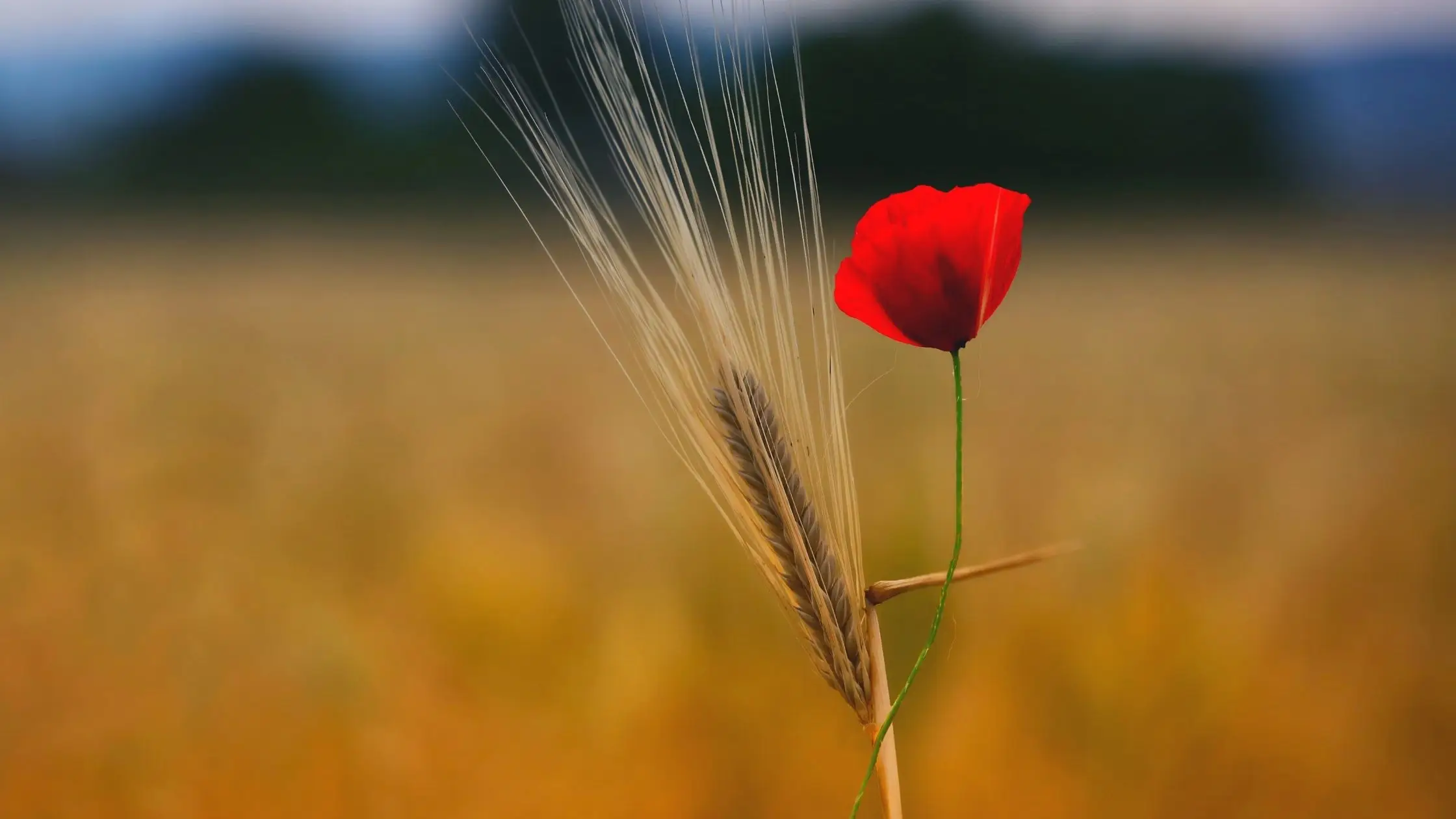la importancia del autoelogio, cómo la ansiedad por manifestar bloquea tus deseos